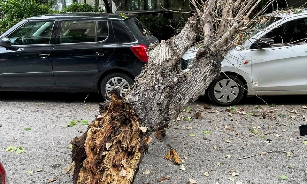 Θρίλερ στη Θεσσαλονίκη: Δέντρο έπεσε σε εν κινήσει όχημα – Στο νοσοκομείο δύο άτομα